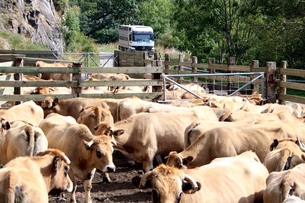 Un ramat de vaques esperant per ser carregades després d'haver baixat de la muntanya.