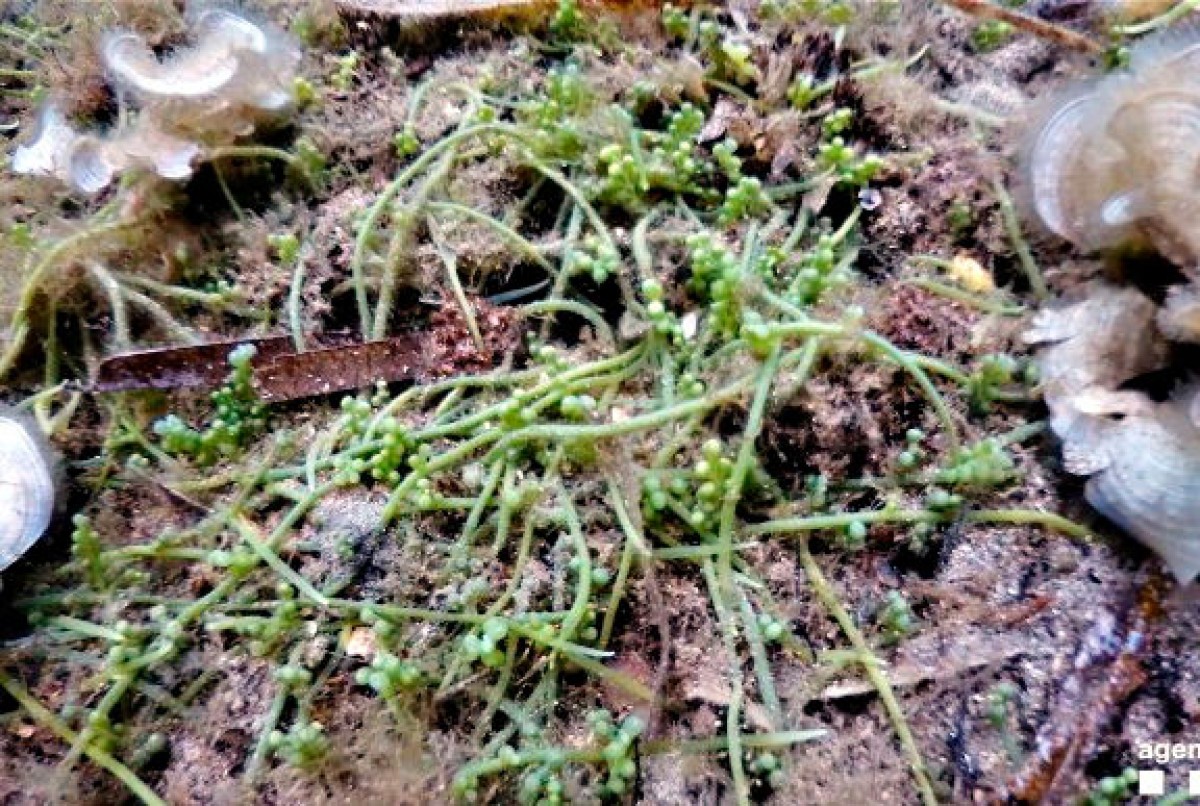Una imatge de l'alga invasora al Cap de Creus
