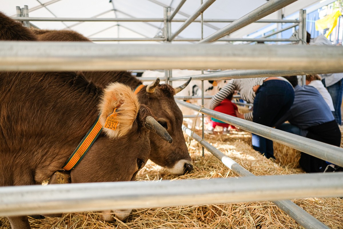 Enguany les vaques gascones de l'Arieja seran les convidades a la Fira de Sant Lluc.