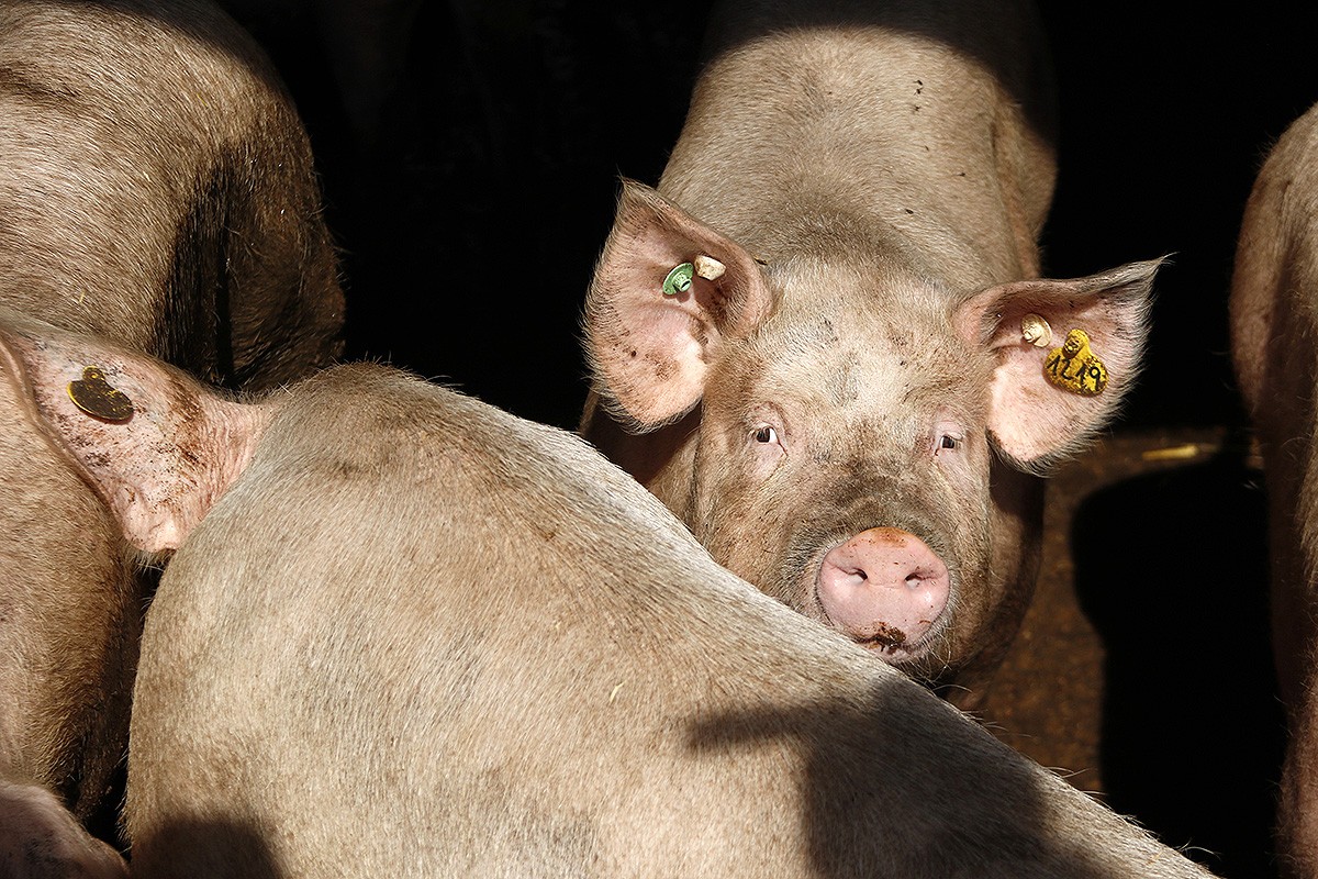 Un porc en una granja de Santa Cecília de Voltregà