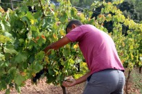 Vés a: Parés Baltà presenta Silvestris 2011, el seu primer vi natural