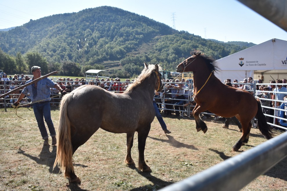 El Concurs Comarcal de Cavall Pirinenc Català en una edició anterior de la Fira