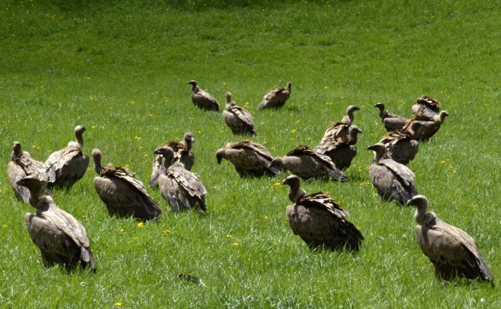 Un grup de voltors en un prat del Pallars