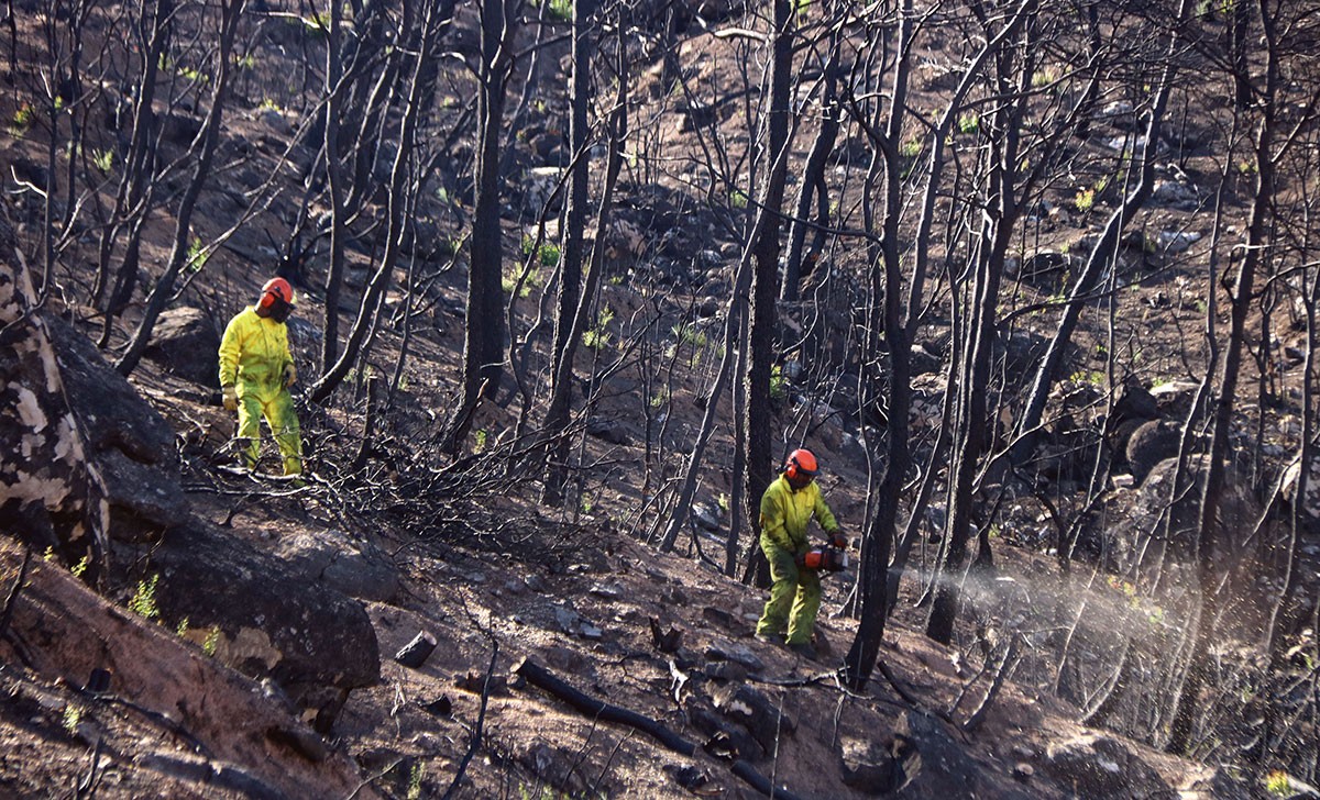 Treballadors fent tasques de restauració de la zona de l'incendi de la Ribera d'Ebre.