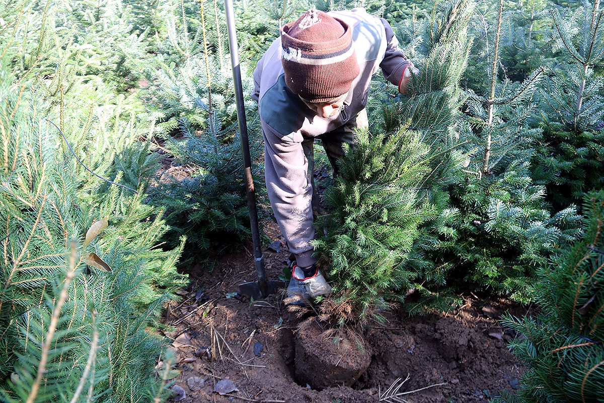 Un pagès mentre arrenca un arbre de Nadal en un camp a les Guilleries