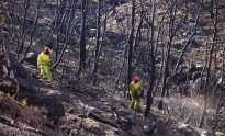 Vés a: Agricultura inicia la campanya per reduir els incendis als boscos de ribera