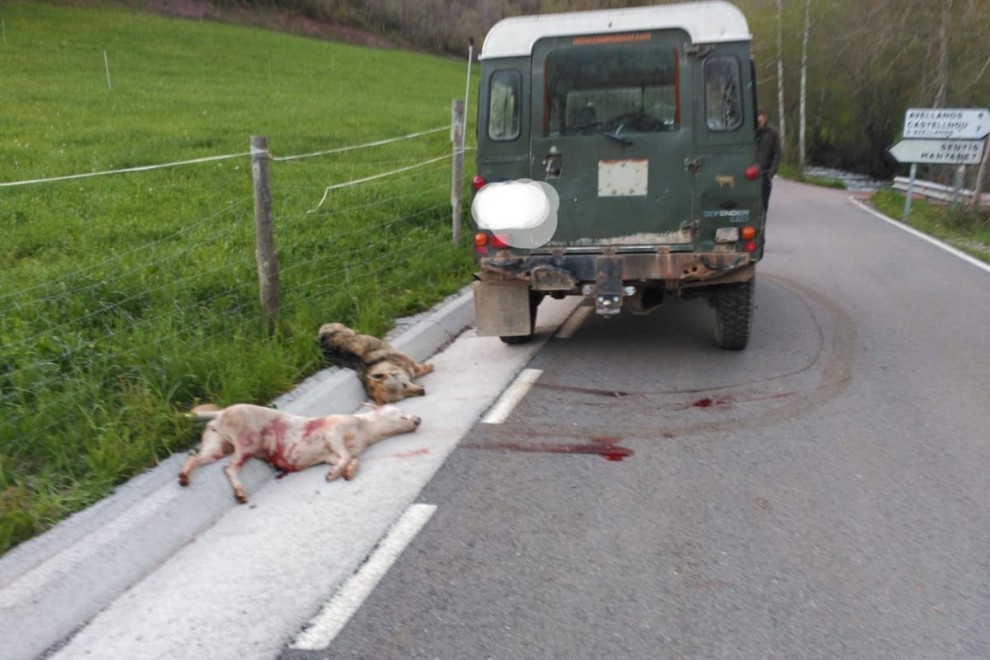 Imatge dels dos gossos morts a trets a la carretera a Sarroca de Bellera