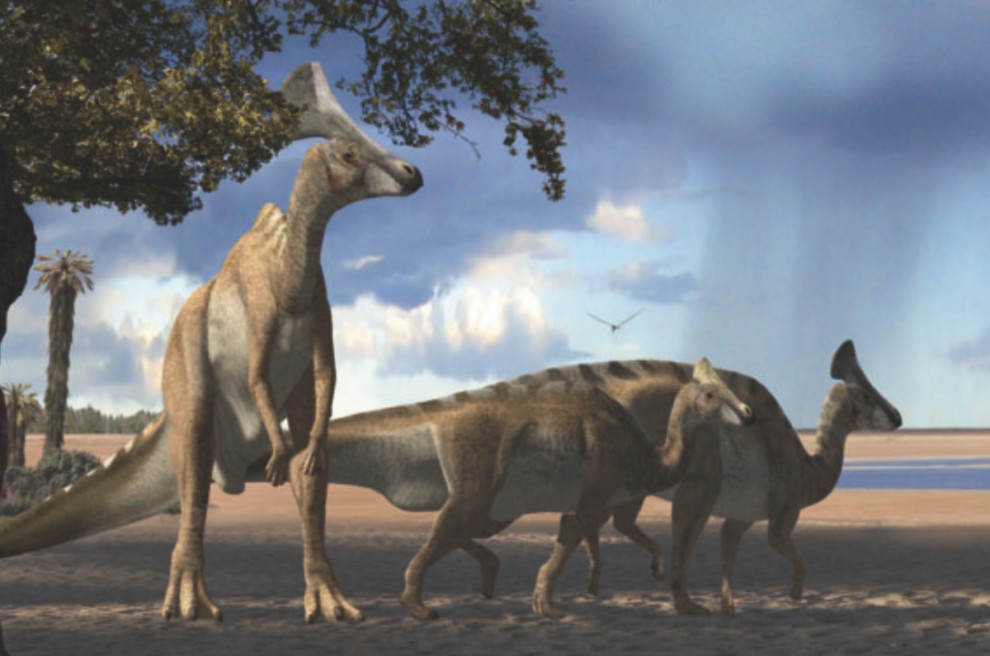 Aspecte d'un os de l'avantbraç del titanosaure