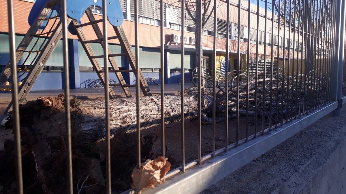 Un arbre caigut a l'escola La Tordera de Santa Maria de Palautordera
