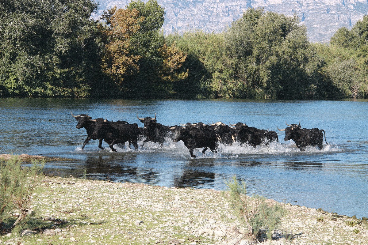 Els bous sortint del riu i entrant a terra a l'illa dels bous al setembre del 2016.