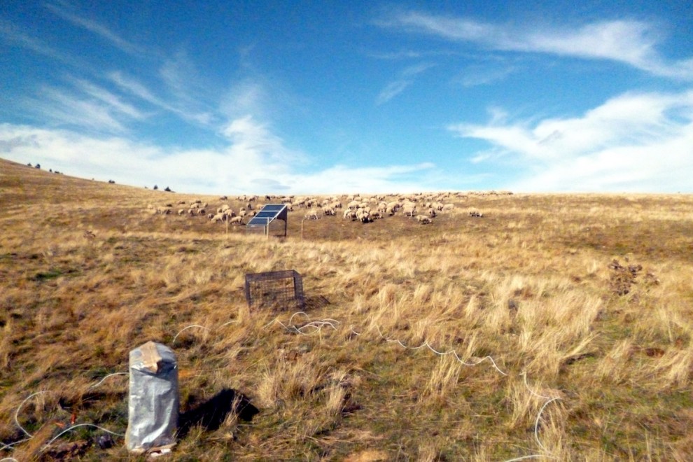 Pla general d'un camp amb un ramat d'ovelles pasturant