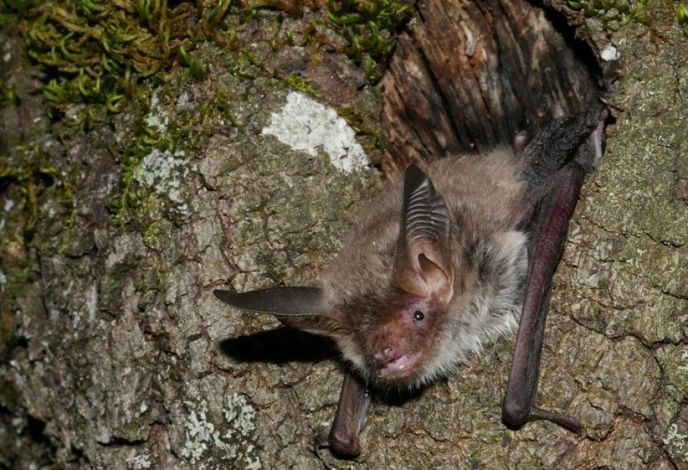 Imatge del ratpenat de Bechstein que s'ha localitzat a Aulàs
