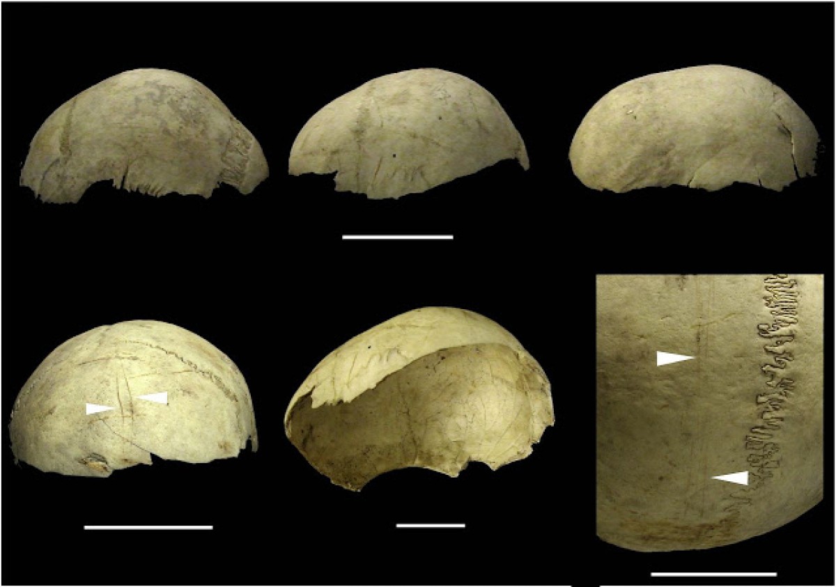 Cranis copa procedents de la Cueva del Mirador a Atapuerca, Burgos. 