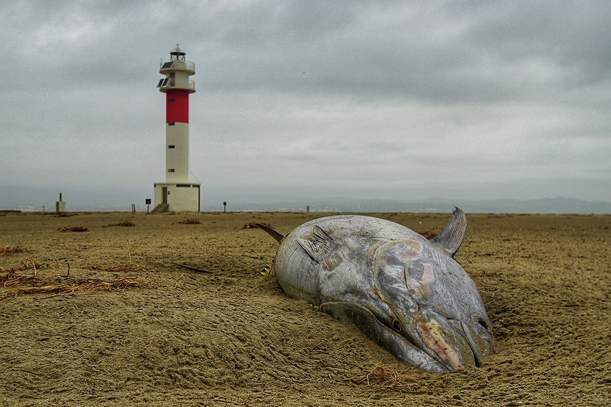 Una tonyina morta enfront del far del Fangar, al Delta, després del temporal