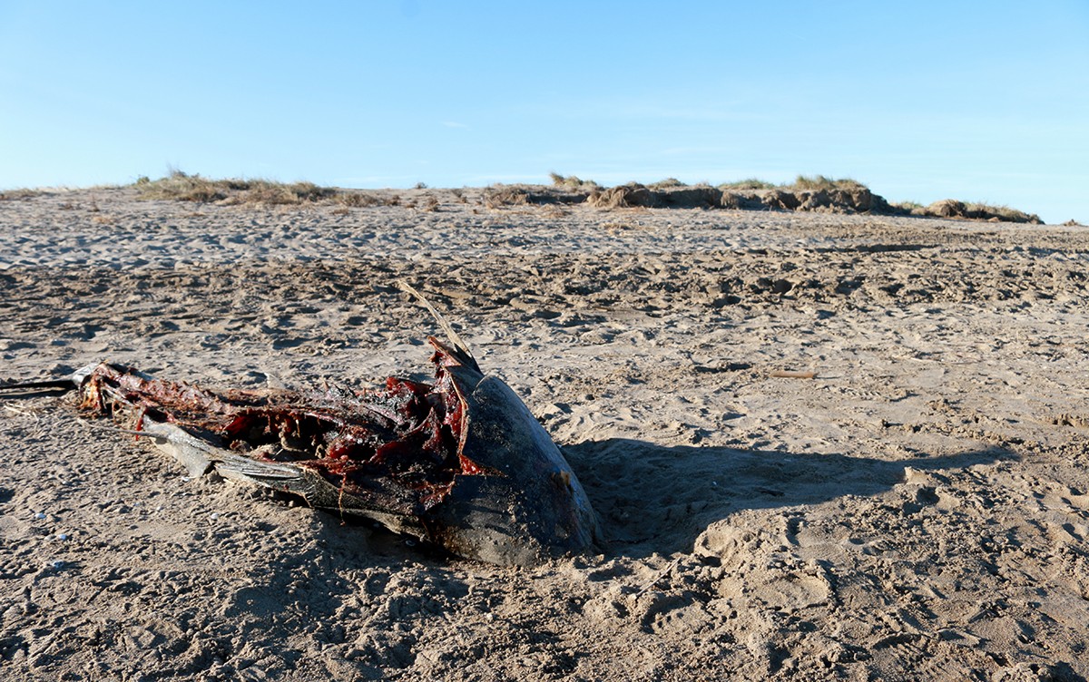 Tonyina morta a la platja del Trabucador dies després del temporal