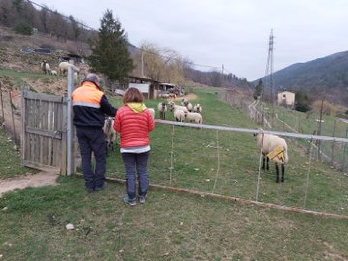 Els voluntaris, amb les ovelles