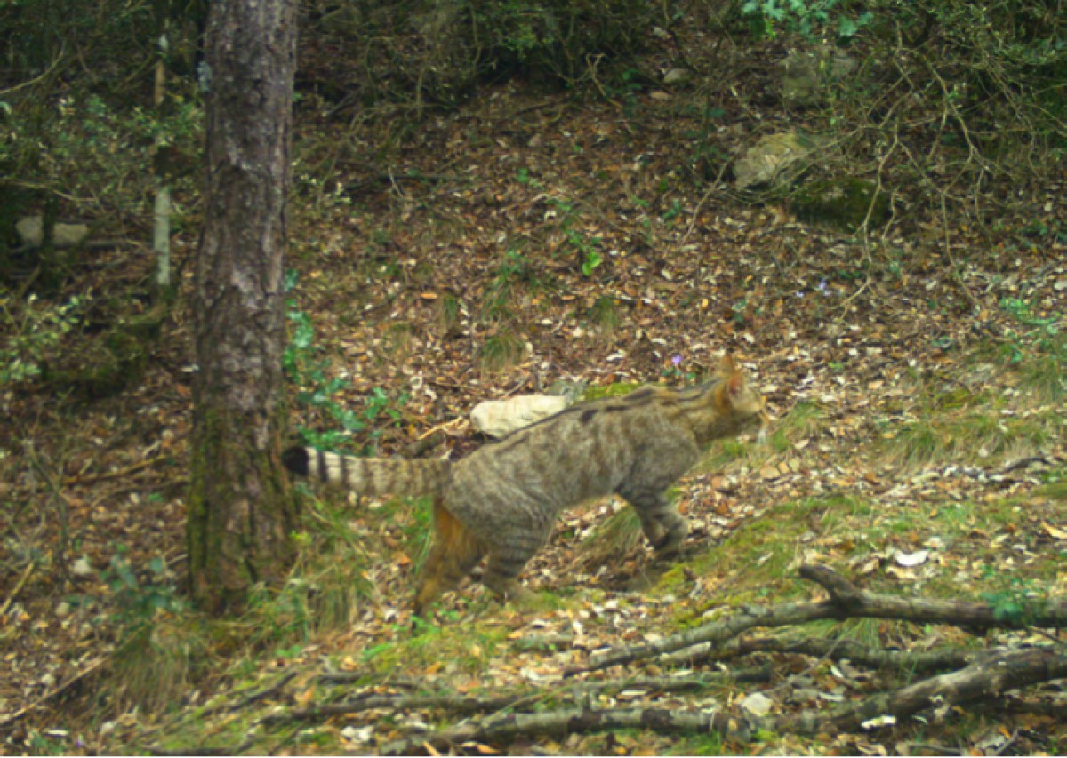 Un gat fer en un bosc de l'Alta Garrotxa, on s'ha detectat una població permanent.