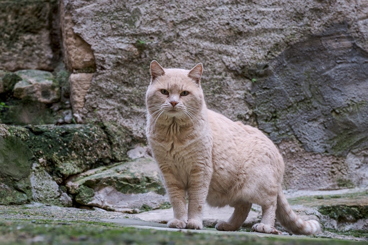 Un gat de carrer, en una imatge d'arxiu