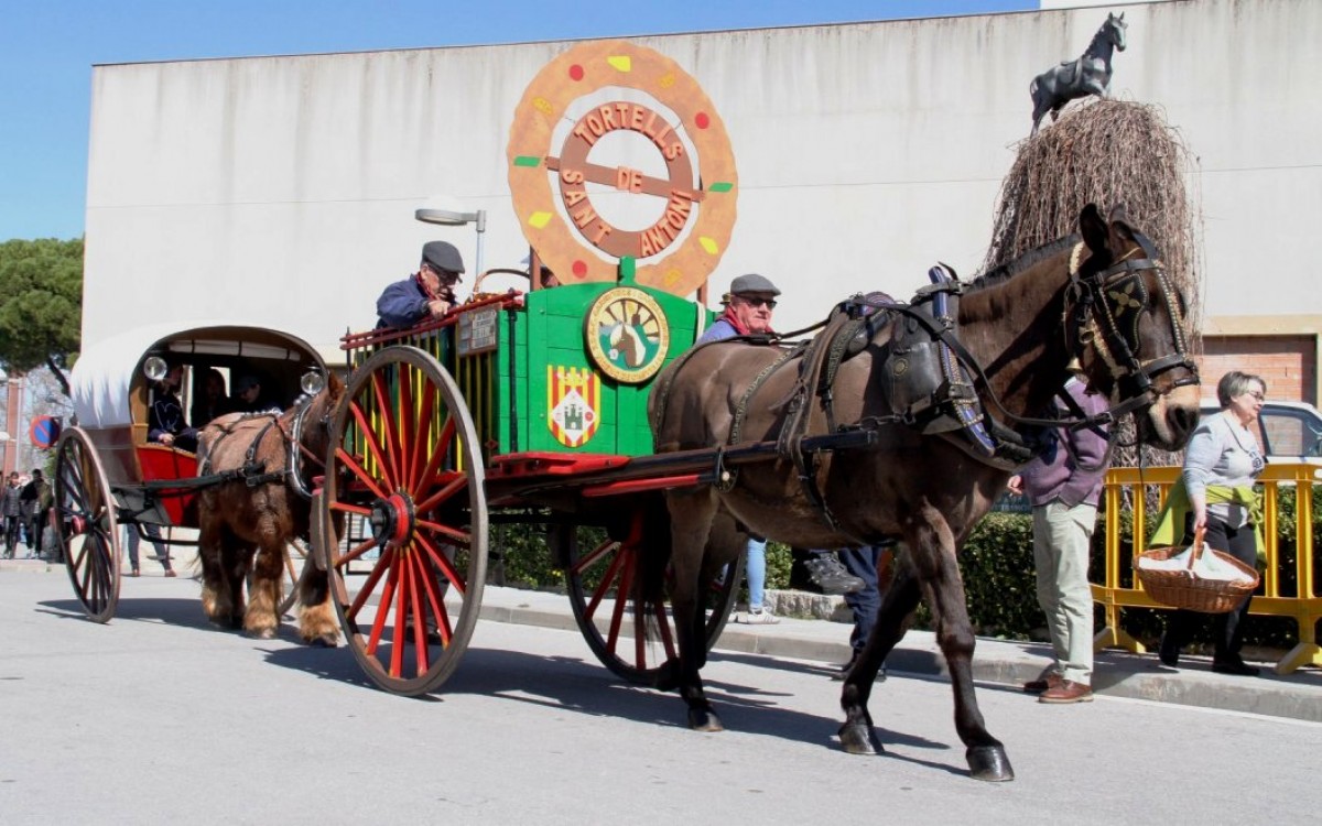 La Festa de Sant Antoni arribarà diumenge Sant Vicenç potenciant la mostra de carruatges antics