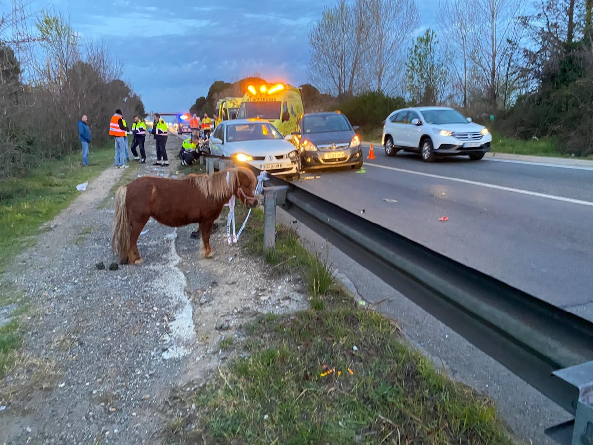 Imatge de l'accident amb el poni a la N-150 a Terrassa. 