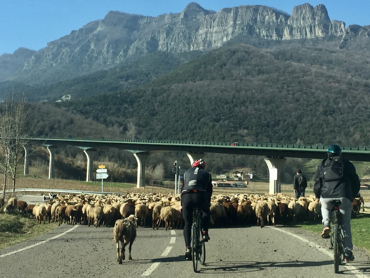 Un ramat d'ovelles a la Vall d'en Bas.