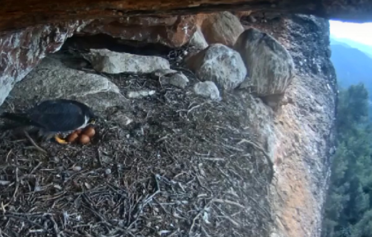 La femella de falcó pelegró al seu niu amb els quatre ous.