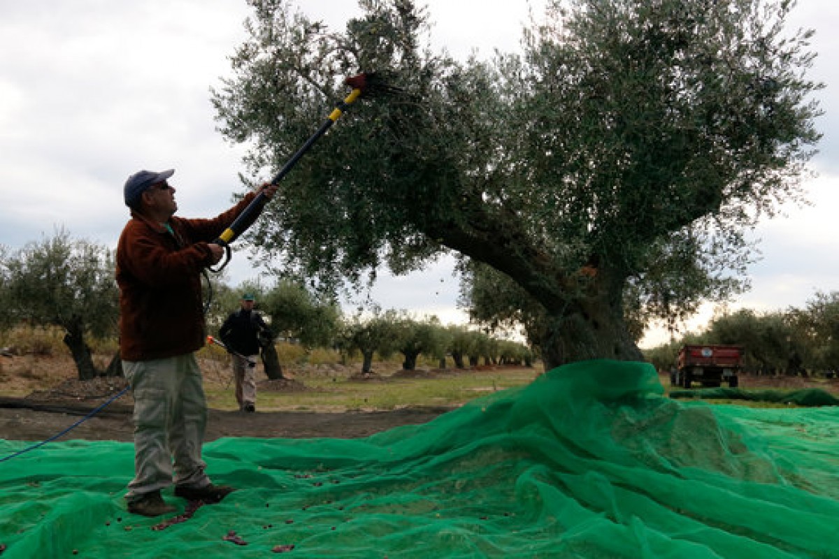 Un pagès, collint olives en un camp d'oliveres de la Selva del Camp (Baix Camp), dins la DOP Siurana