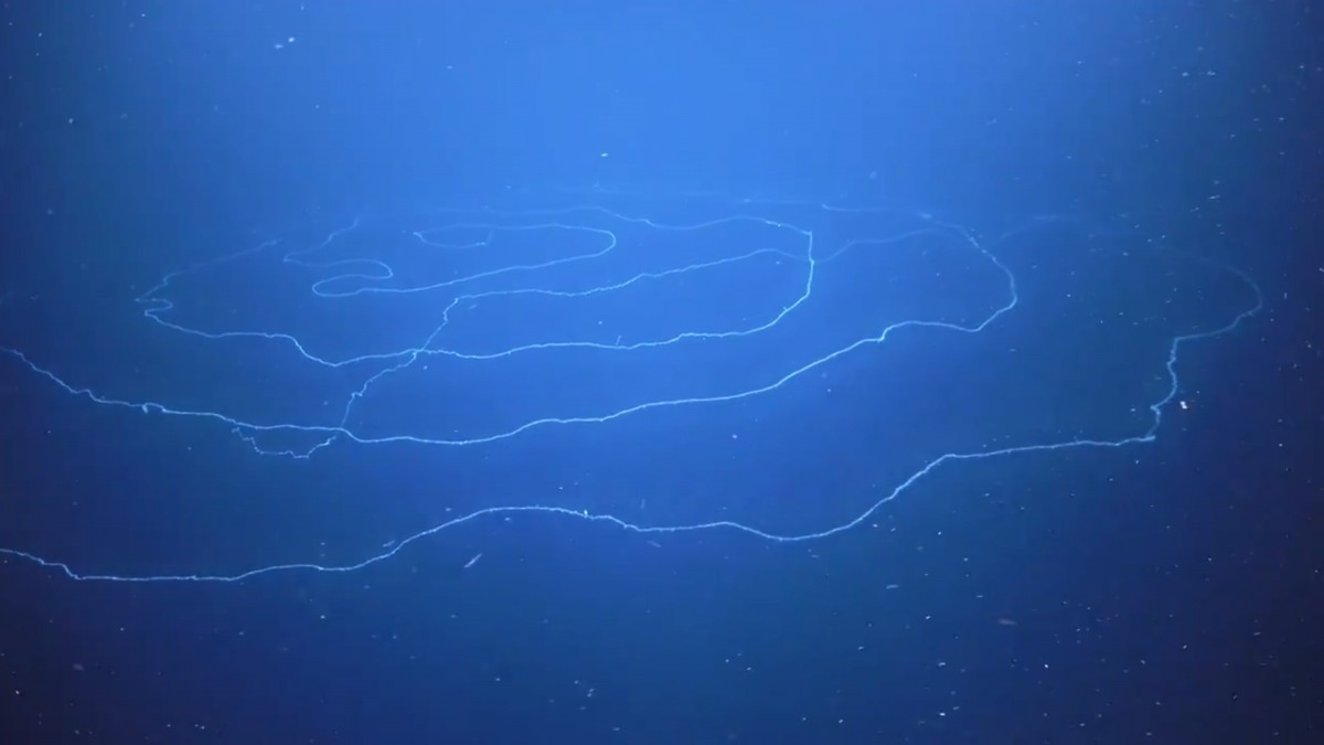 El sifonòfor, localitzat a les profunditats del mar australià, podria ser l'animal més llarg del món 