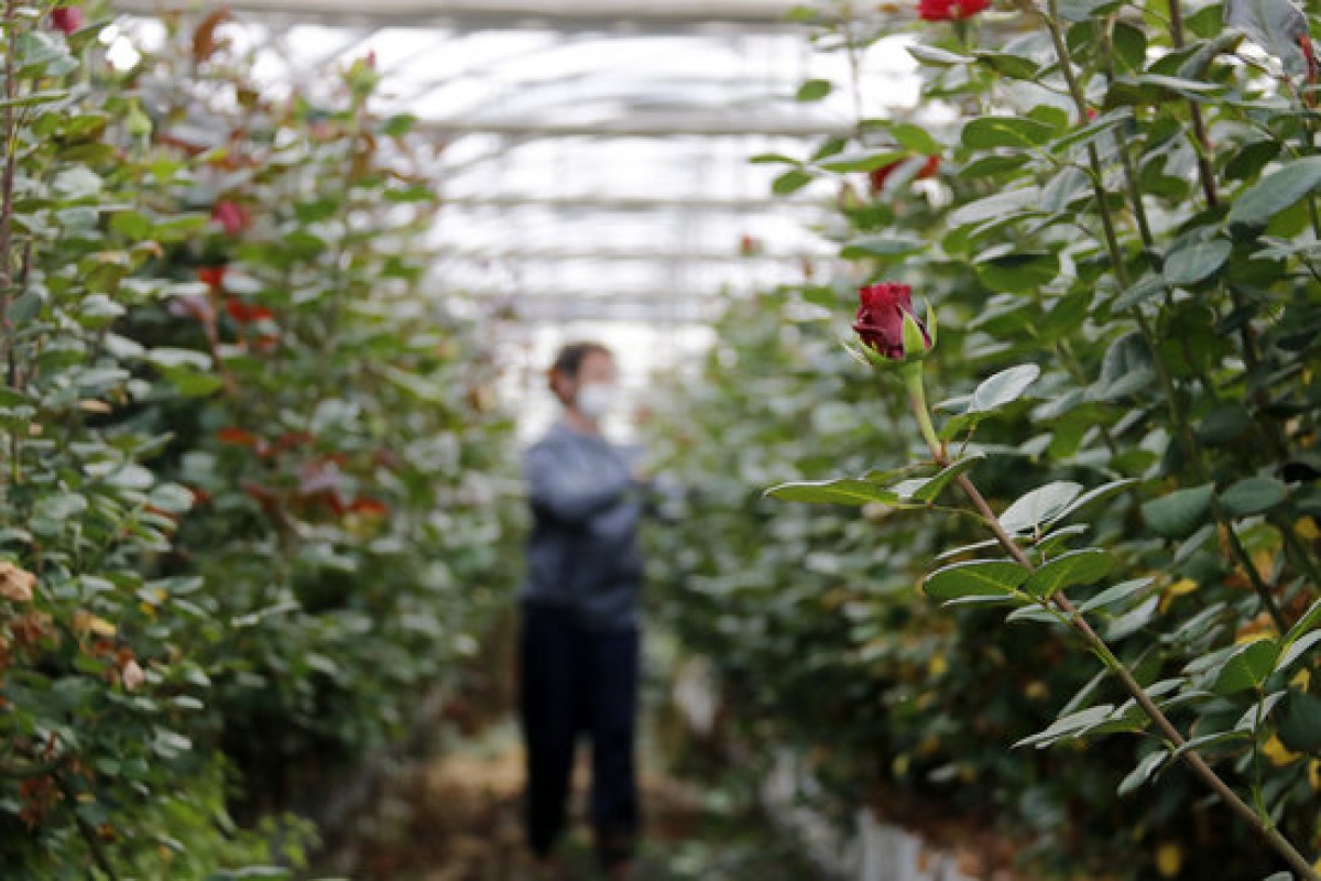 Un floricultor cuida les roses que s'havien de vendre per Sant Jordi