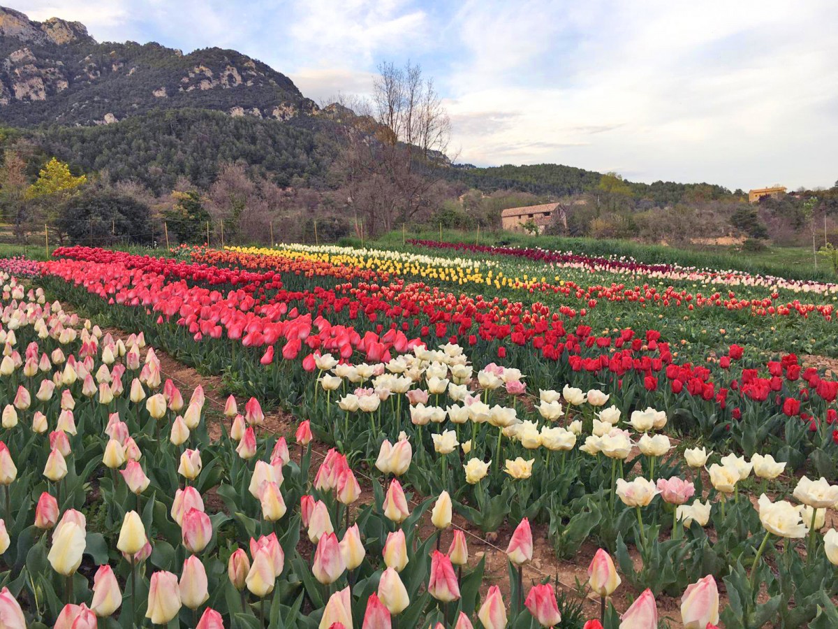Plantació de 15.000 tulipes a Capolat.