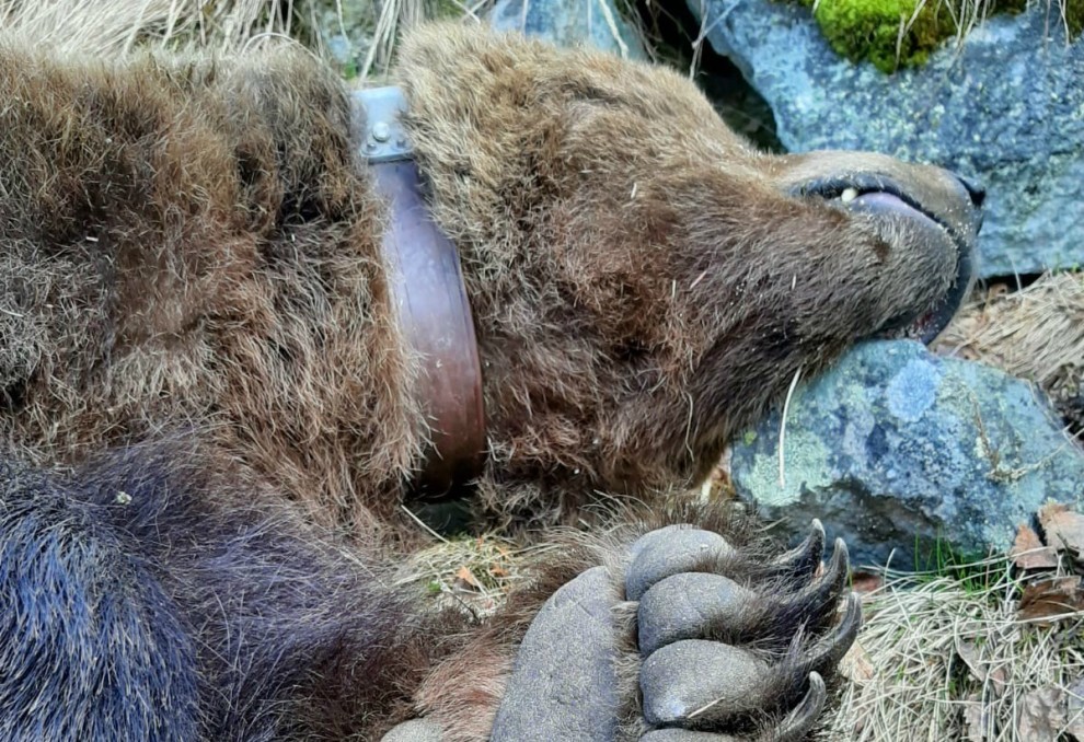 Les darreres investigacions apunten que Cachou hauria mort enverinat
