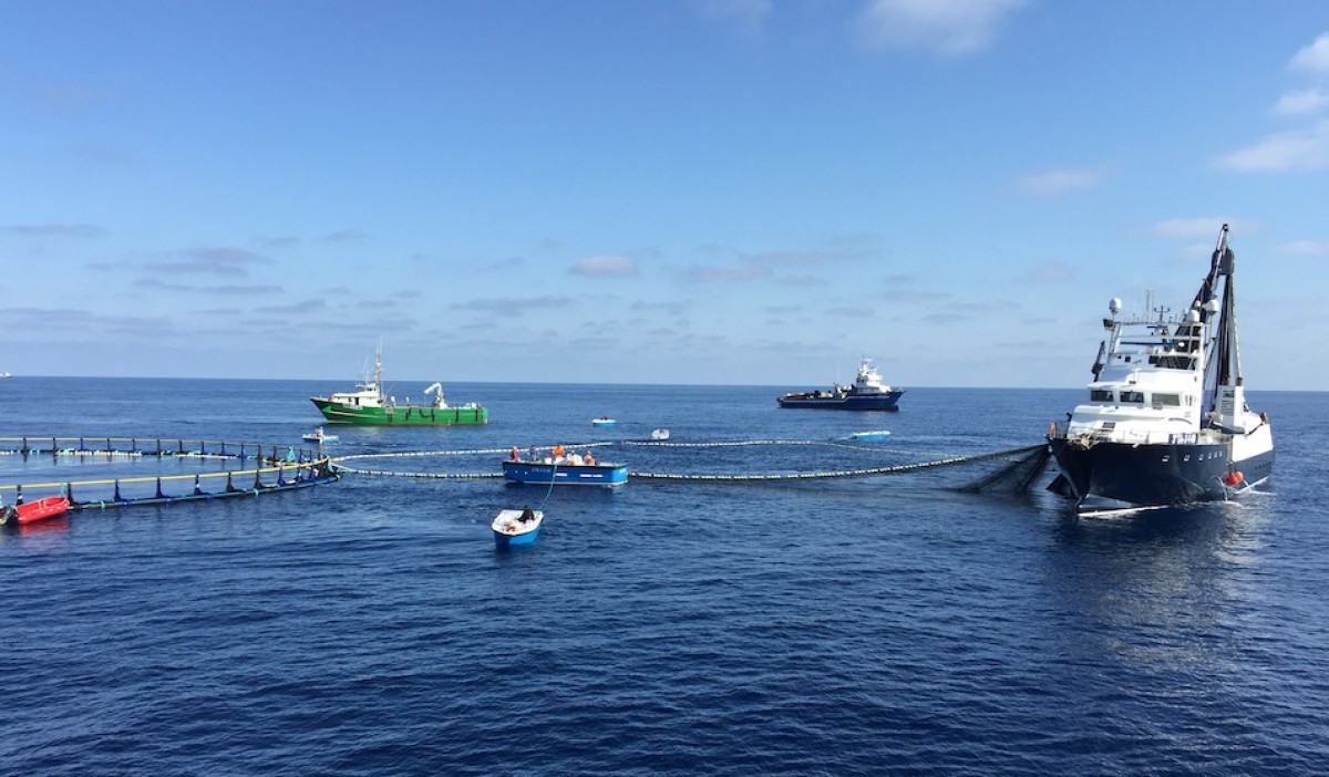 Vaixells de Balfegó en una campanya de pesca de tonyina roja