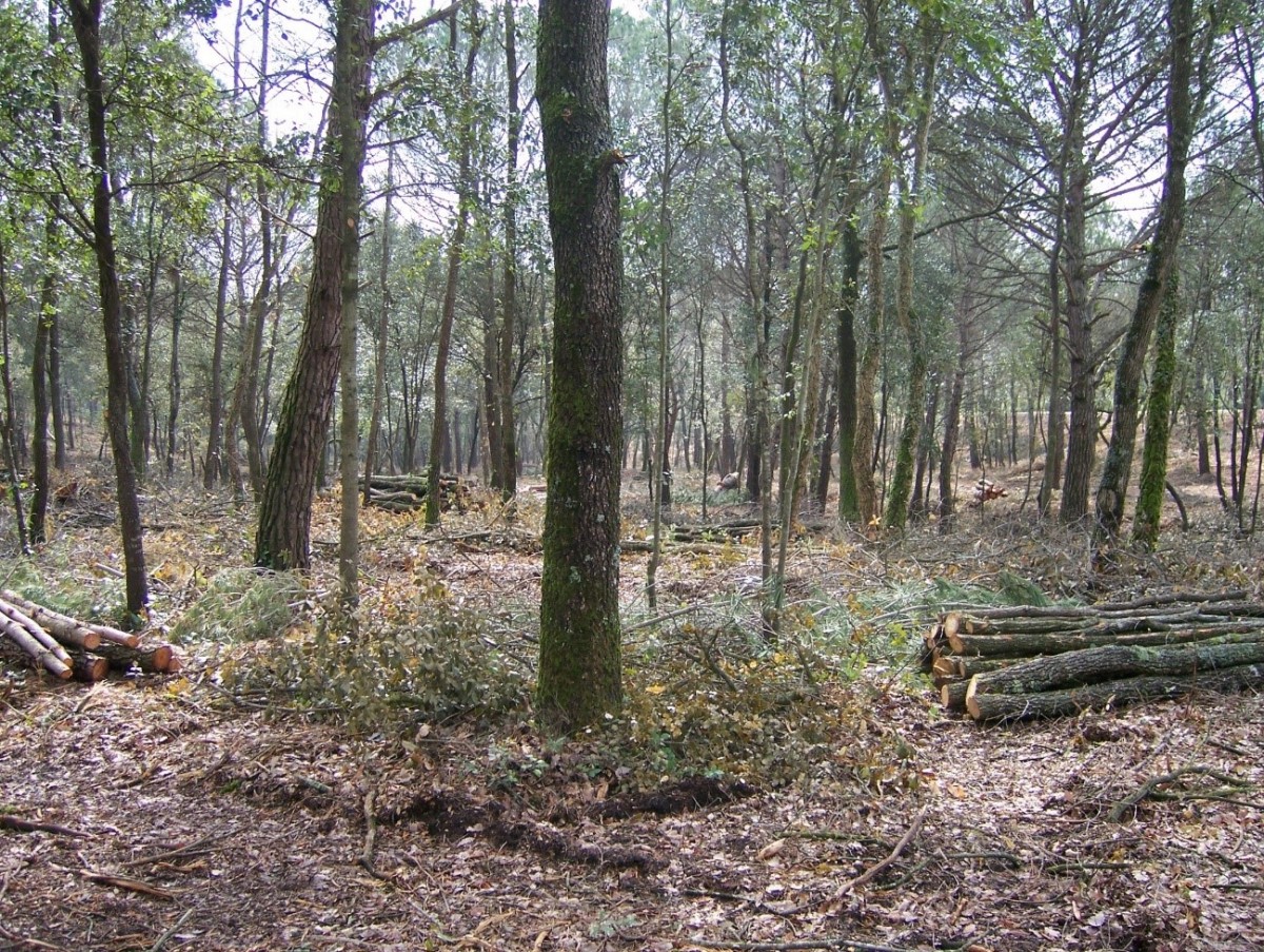 Actualment només s’aprofiten 103.485 tones de biomassa forestal a les comarques gironines