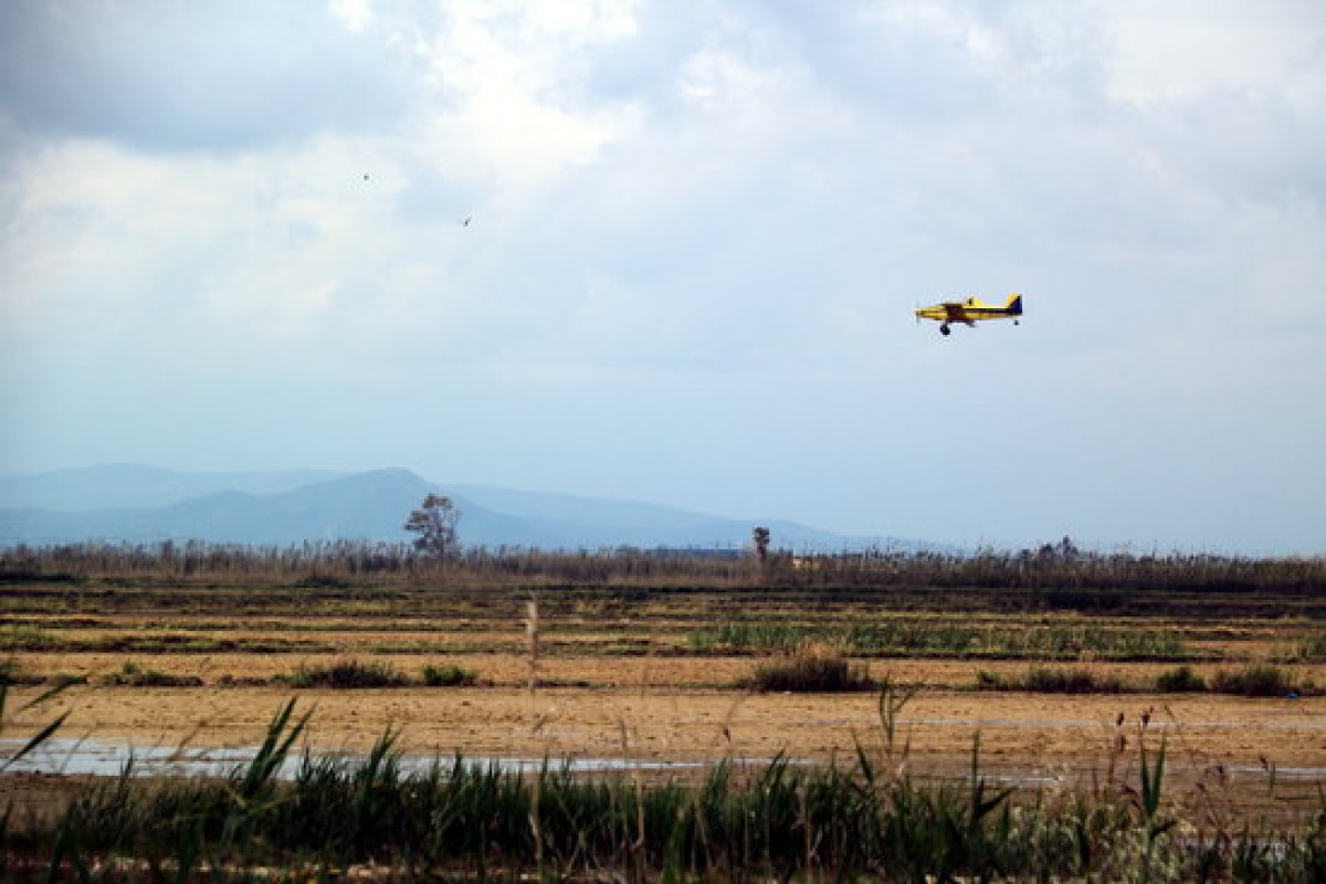 El COPATE actuant sobre 400 hectàrees del Delta per combatre les larves de mosquit