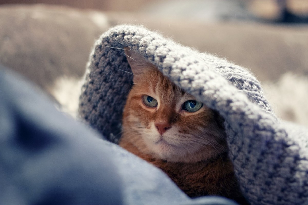 Un gat es refugia del fred en una manta.
