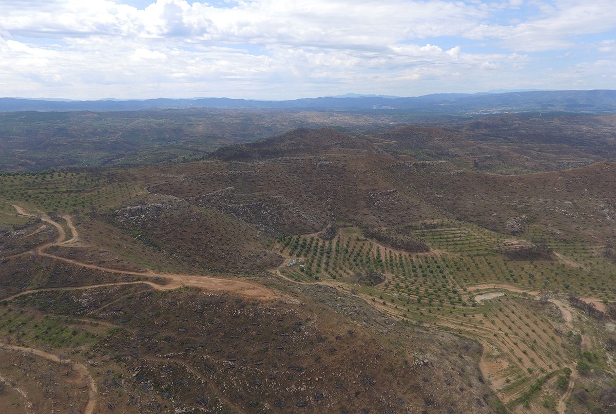 Imatge aèria captada amb dron on es pot veure una zona boscosa afectada per l'incendi de la Ribera d'Ebre a la vall de Bovera