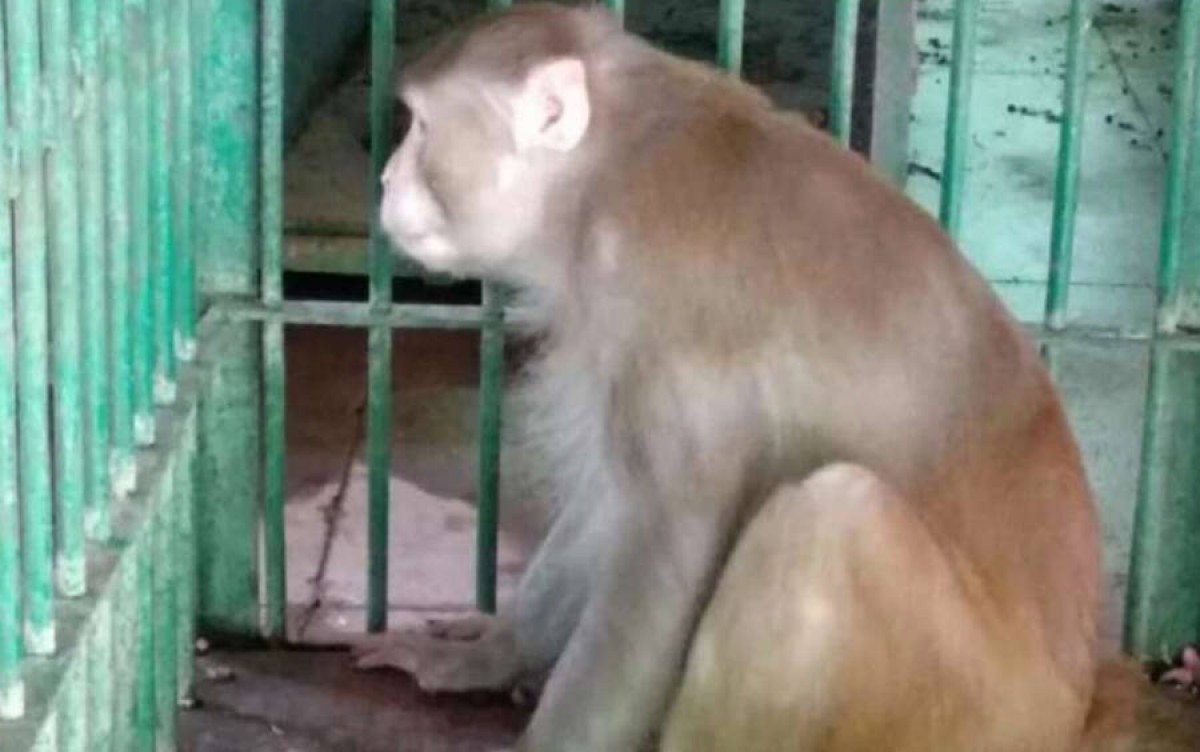 Kalua passarà la resta de la seva vida tancat en un zoològic