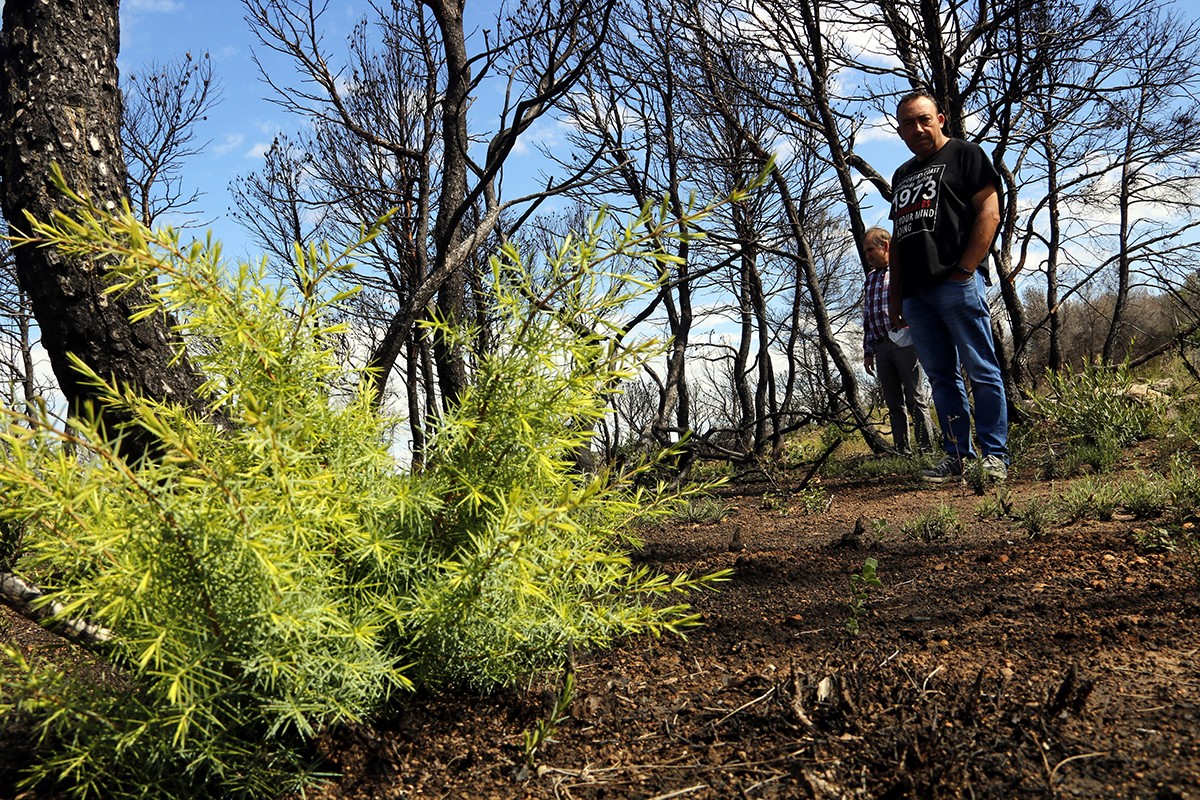 Un rebrot de vegetació en una zona boscosa de Bovera afectada per l'incendi de fa un any i al fons el pagès Julio Cabre i l'alcalde del municipi, Òscar Acero