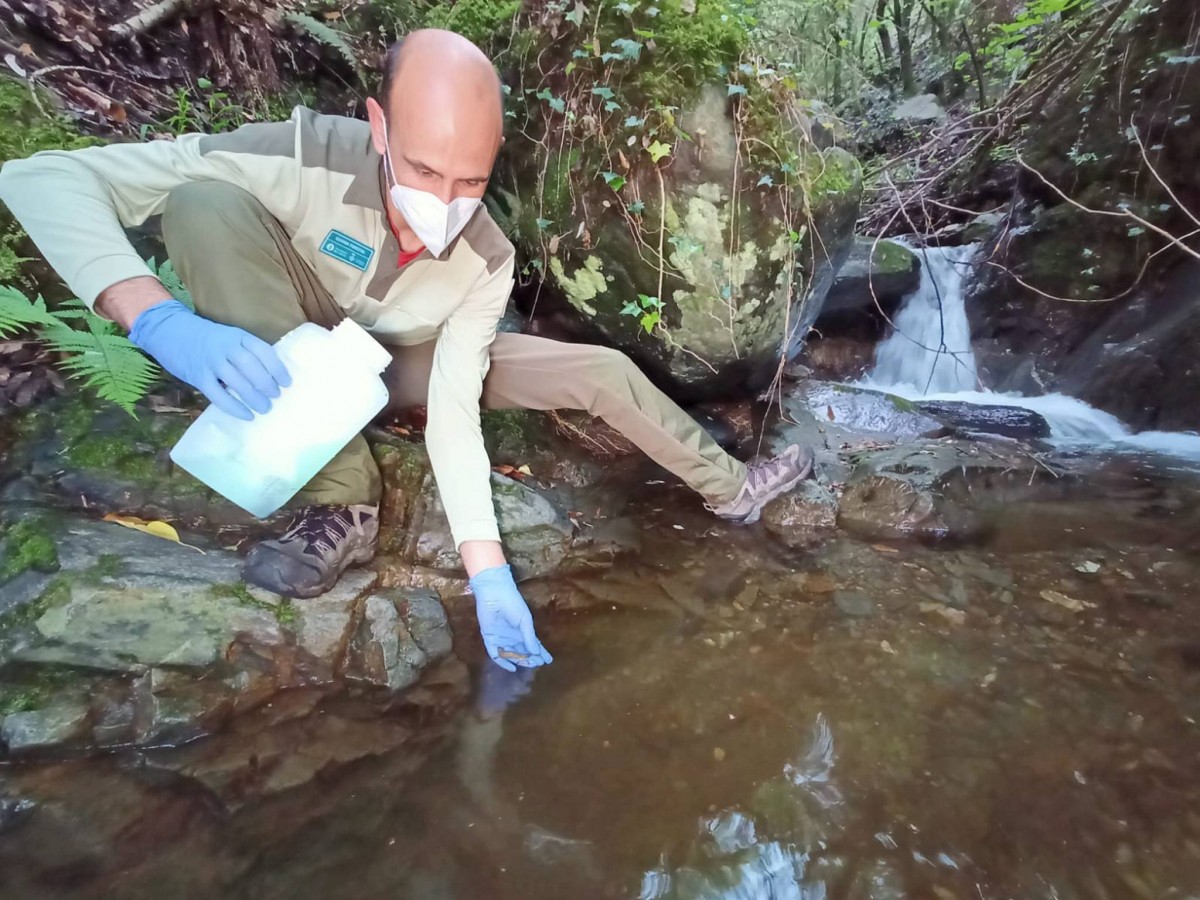 Un agent forestal allibera exemplars de tritó del Montseny en un torrent del Parc Natural
