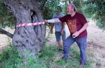 Vés a: Pagesos i entitats alerten que la manca d'ajuts del Govern posa en perill les oliveres mil·lenàries