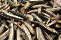 Vés a: El canvi global afecta el greix i la salut del peix blau de la Costa Brava, segons un estudi de la UdG i l’IRTA