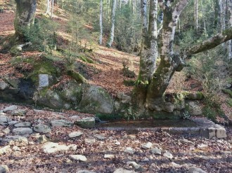 Vés a: El ritme amb què els boscos de Catalunya capturen CO2 disminueix un 17% en 25 anys