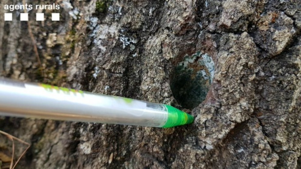 Detall d'un dels forats per on es va introduir l'herbicida