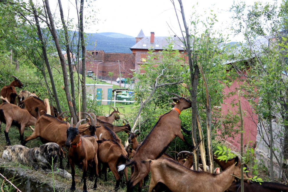 Un ramat de cabres menjant a l'entorn del poble de Vilamur