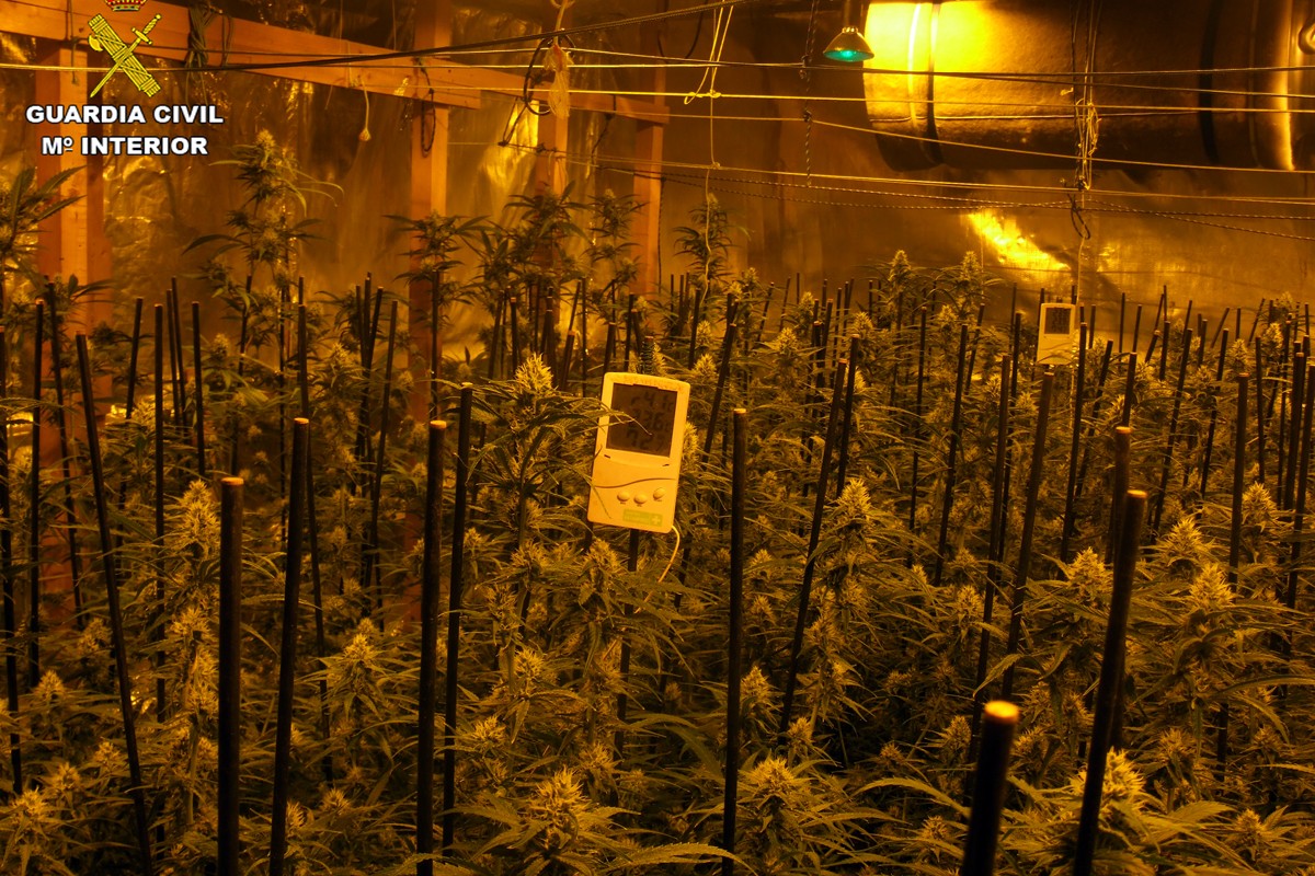 Una de les plantacions de marihuana desarticulada