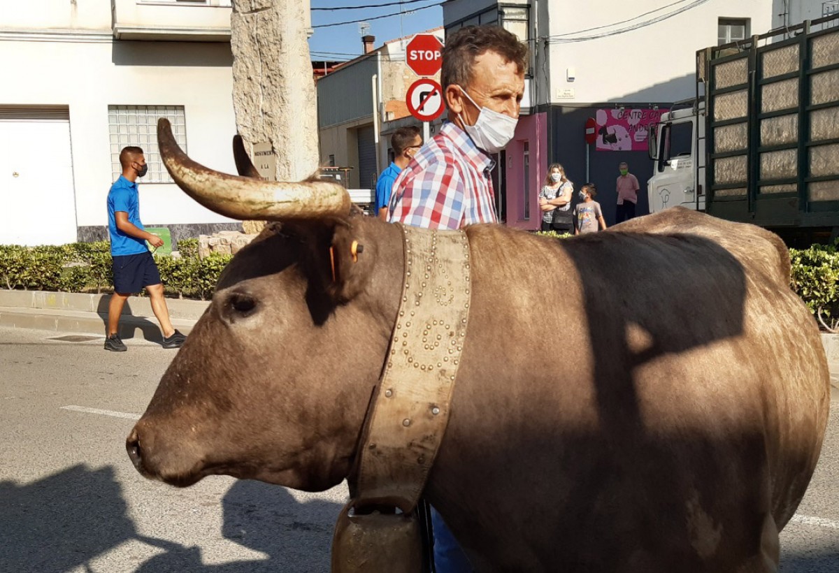 Un ramader passejant un manso pels carrers de Santa Bàrbara, l'any passat.