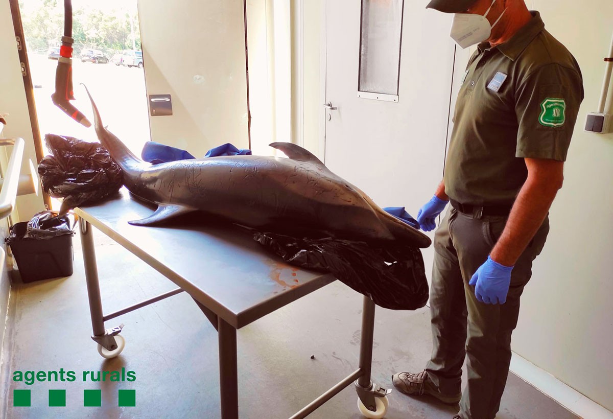El cos del dofí presentava nombroses ferides quan ha estat localitzat.