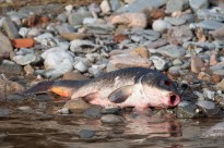 Vés a: Un estudi constata la presència de contaminants emergents que minven la qualitat biològica dels rius catalans