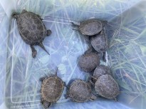 Vés a: Alliberen 333 exemplars de tortuga mediterrània al Parc del Garraf