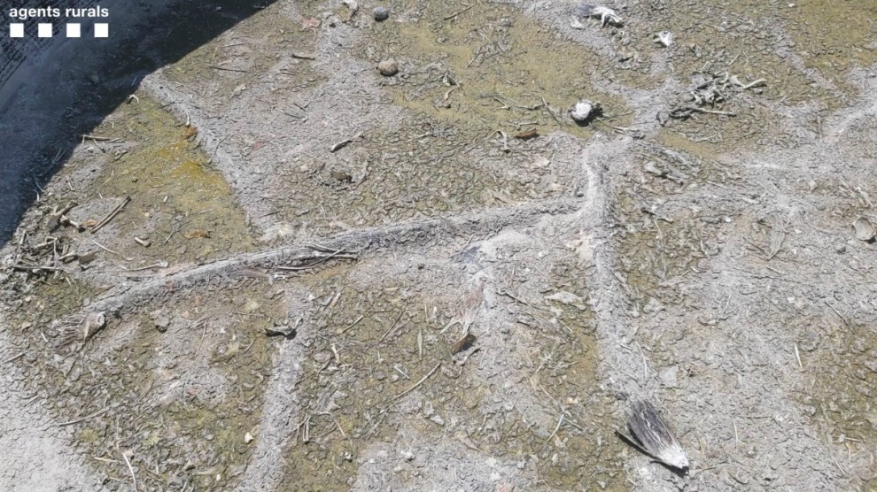 Imatge de l'interior de la bassa on es va localitzar el cadàver de voltor
